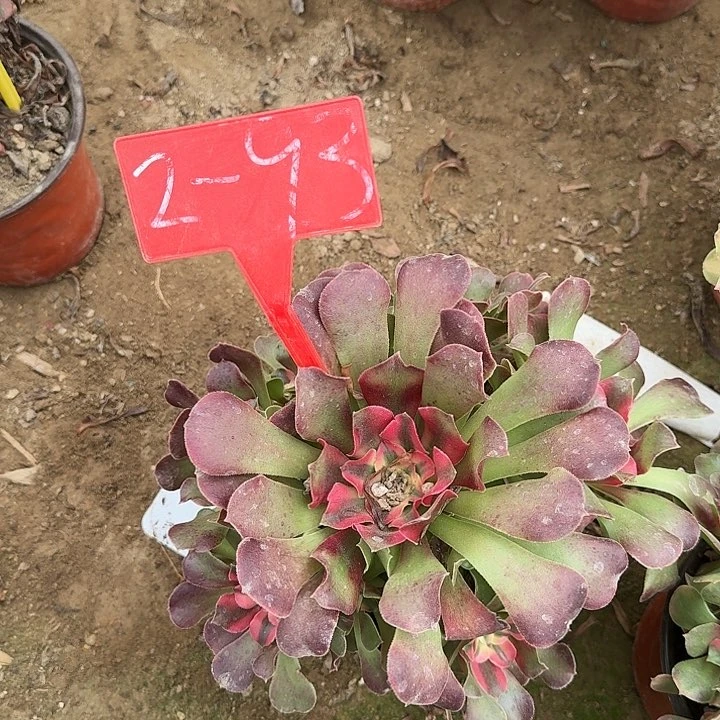 2-93香妃多肉法师