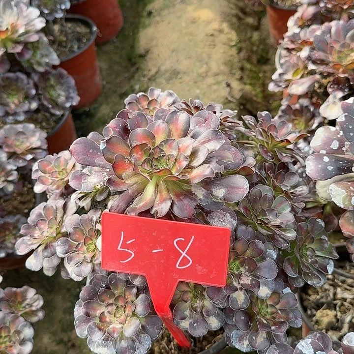 5-8晚霞多肉法师多肉法师