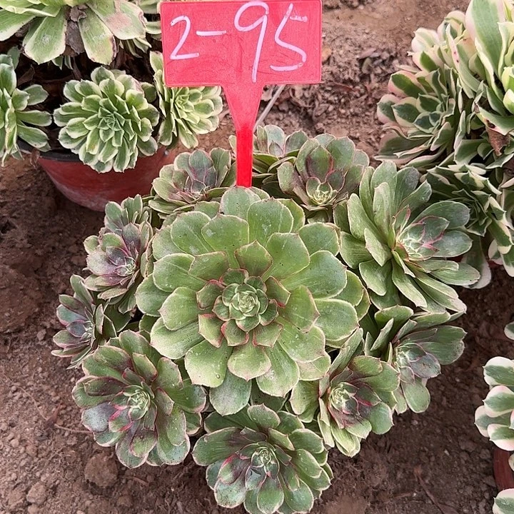 2-95粉花妖多肉法师