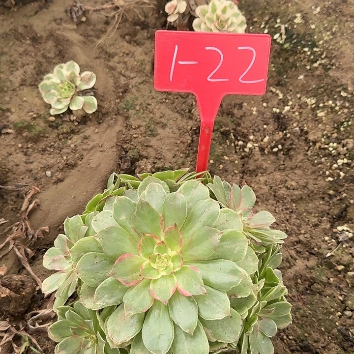 1-22万花筒多肉法师多肉法师