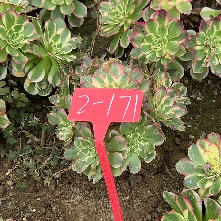 2-171海王多肉法师