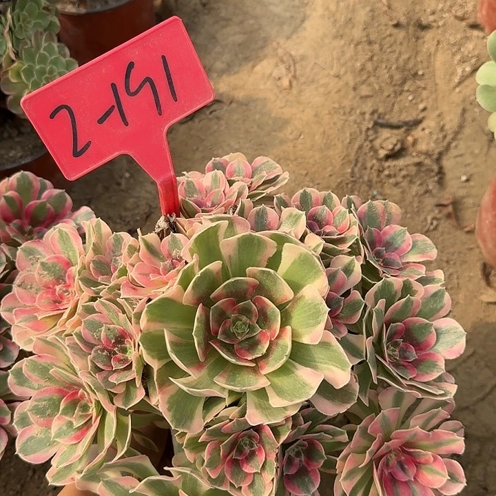 2-191粉女狼多肉法师多肉法师