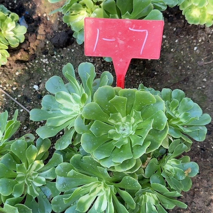 1-7新尼亚多肉法师多肉法师