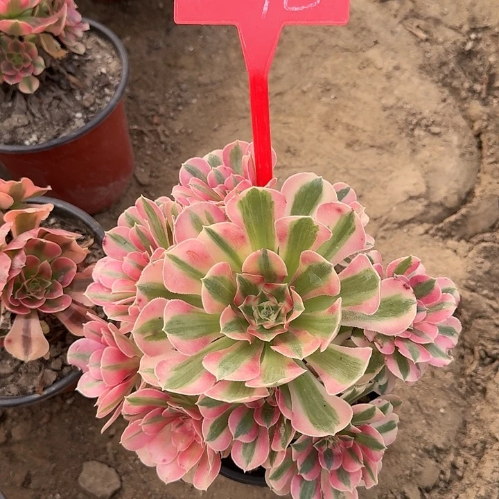 2-78粉女巫多肉法师多肉法师