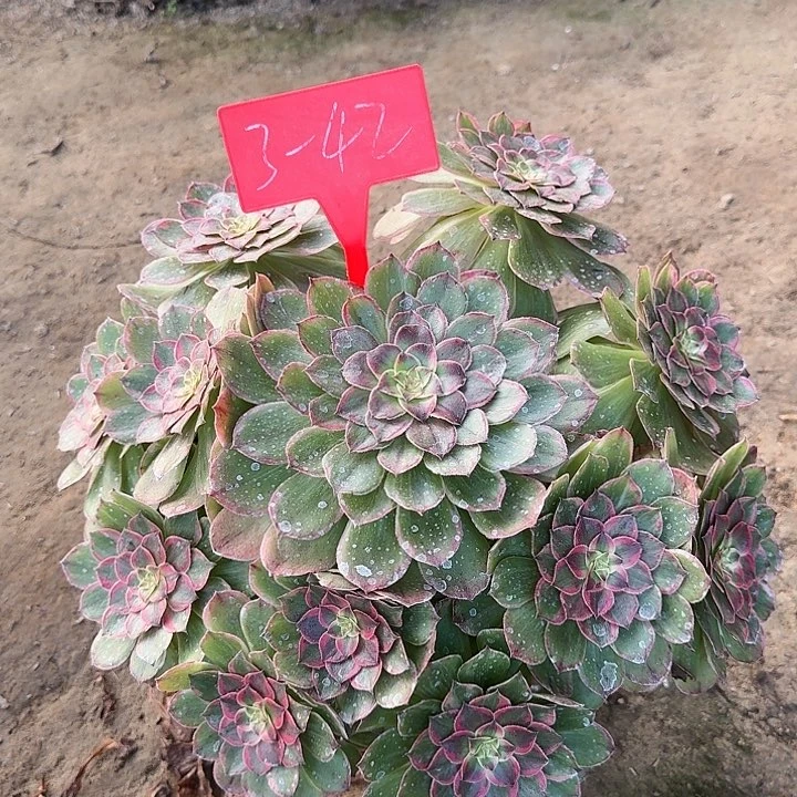 3-42粉花妖多肉法师