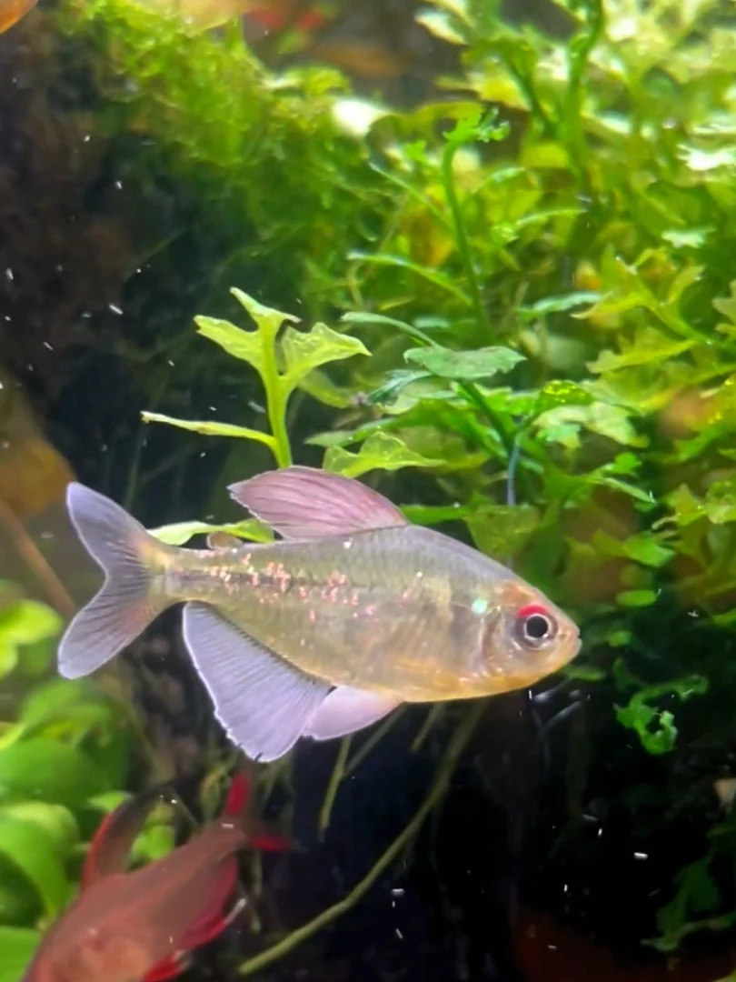 南美钻石灯南美小型淡水热带鱼钻石灯观赏鱼群游鱼