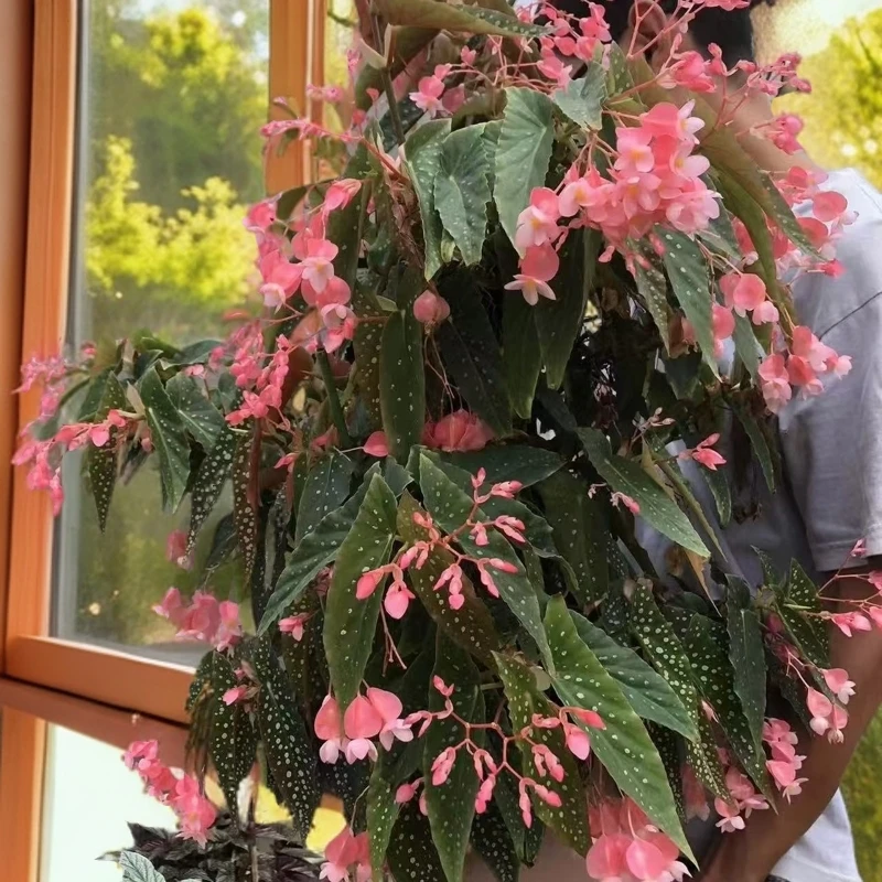 三号网红秋海棠室内观叶盆栽原土原盆发货