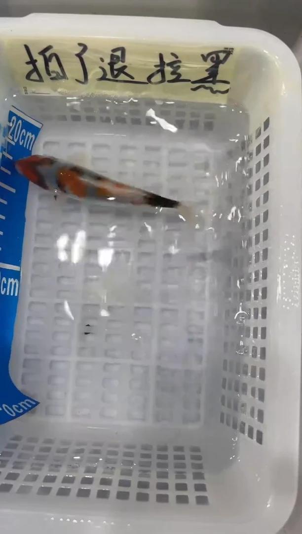 【闪购商品】锦鲤淡水不分公母13十四