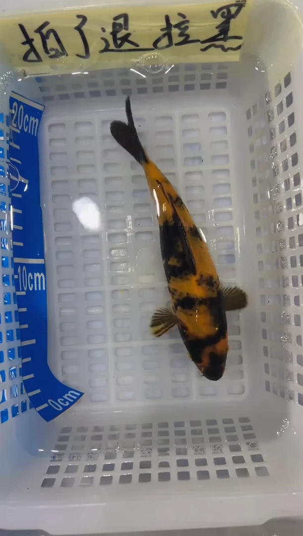【闪购商品】锦鲤淡水不分公母18七