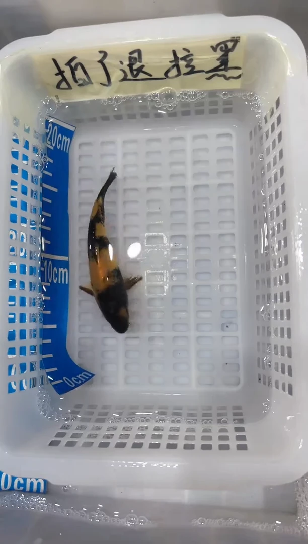 【闪购商品】锦鲤淡水不分公母14二八
