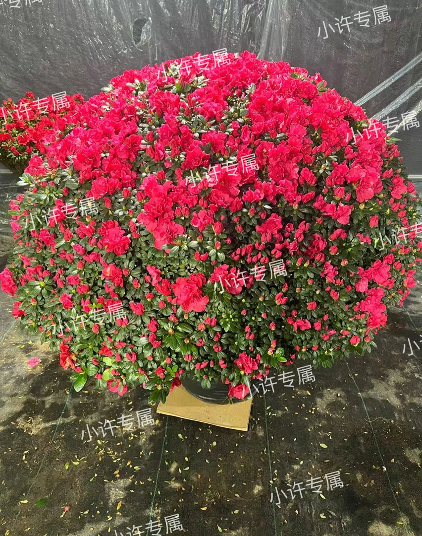 小许杜鹃-（米级超大冠幅）中国红杜鹃四季开花庭院别墅园林首选