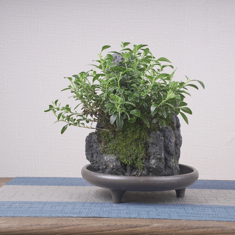 602# 附石精品黑色六月雪假山盆景