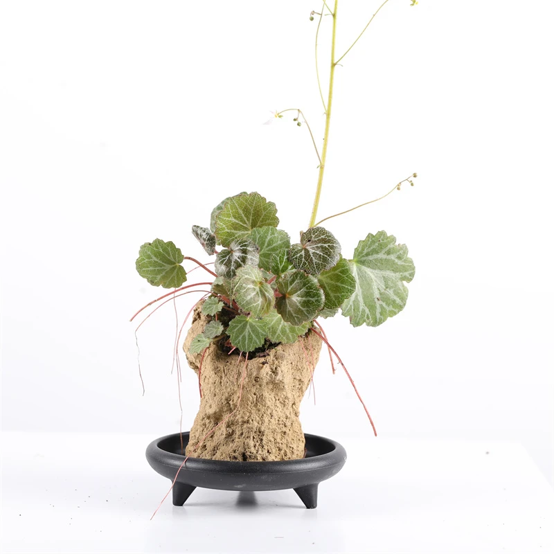 山有品精品附石虎耳草 搭配高脚盆 PA03-2