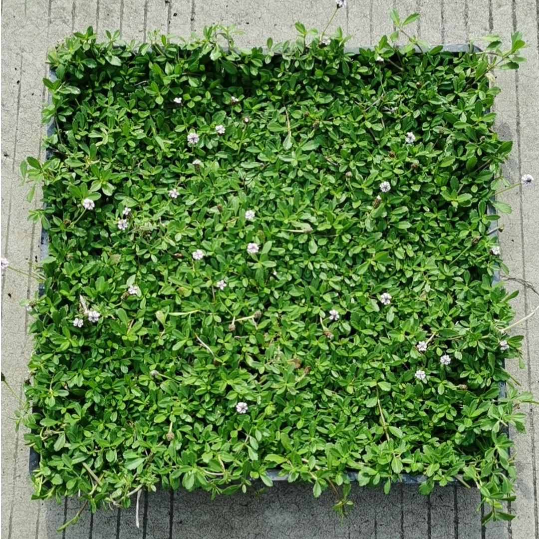 姬岩垂草方盘苗园晶草地被花境植物高档庭院草坪屋顶绿化专用草坪