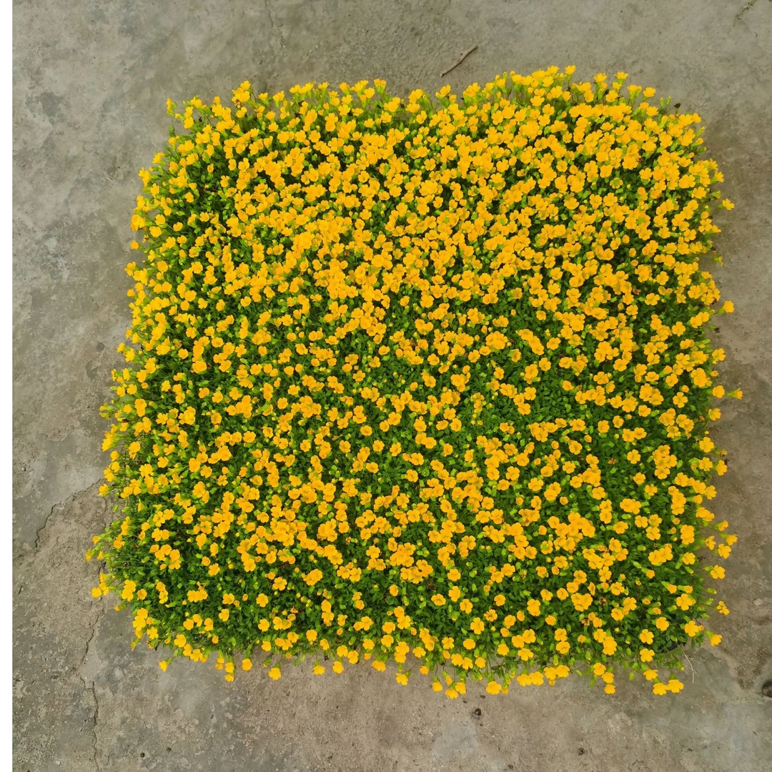 金沙蔓方盘伏胁花地被植物阳台庭院花园工程耐旱耐寒庭院爬地植物