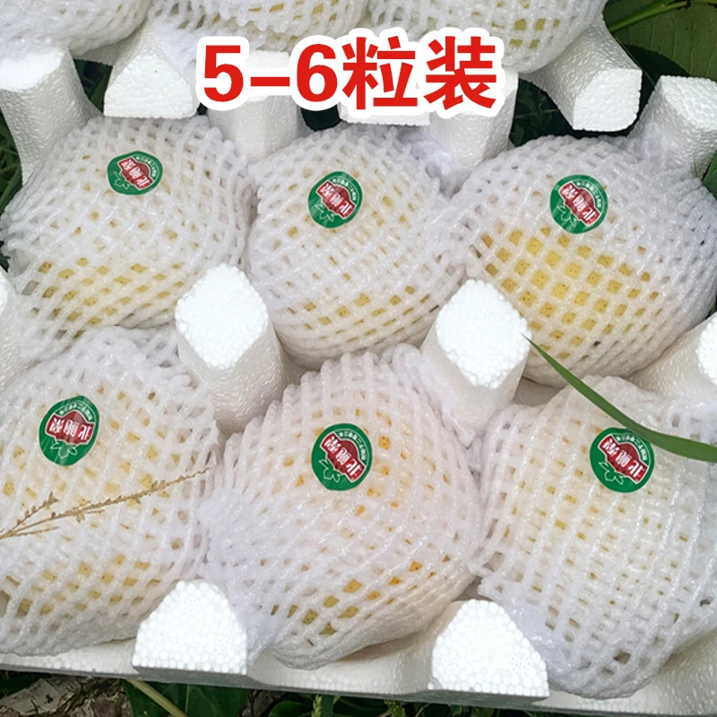 【包邮】北鲍梨 5-6粒 现摘现发 净重4.2斤 黄金梨爽口清脆皮薄