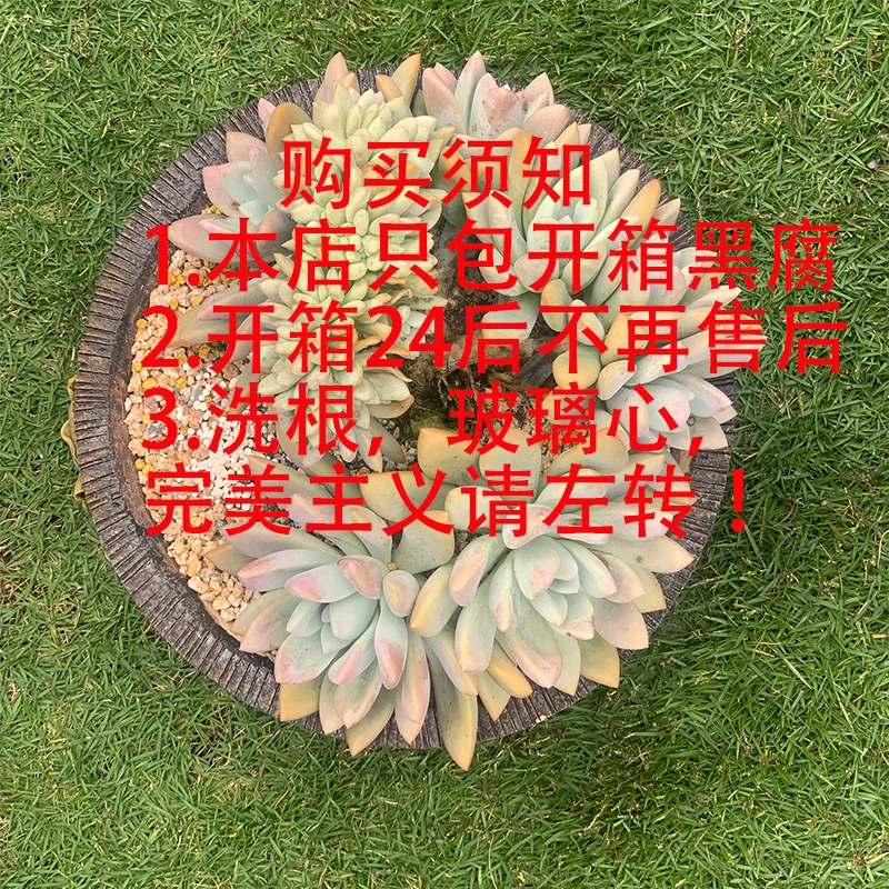 2号链接璐璐多肉一物一拍