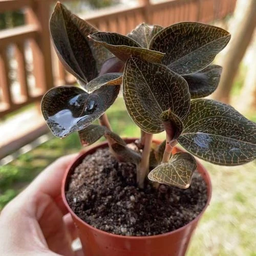 福建南靖特产新鲜金线莲培育苗种植苗盆栽苗花卉带花发货种好发货