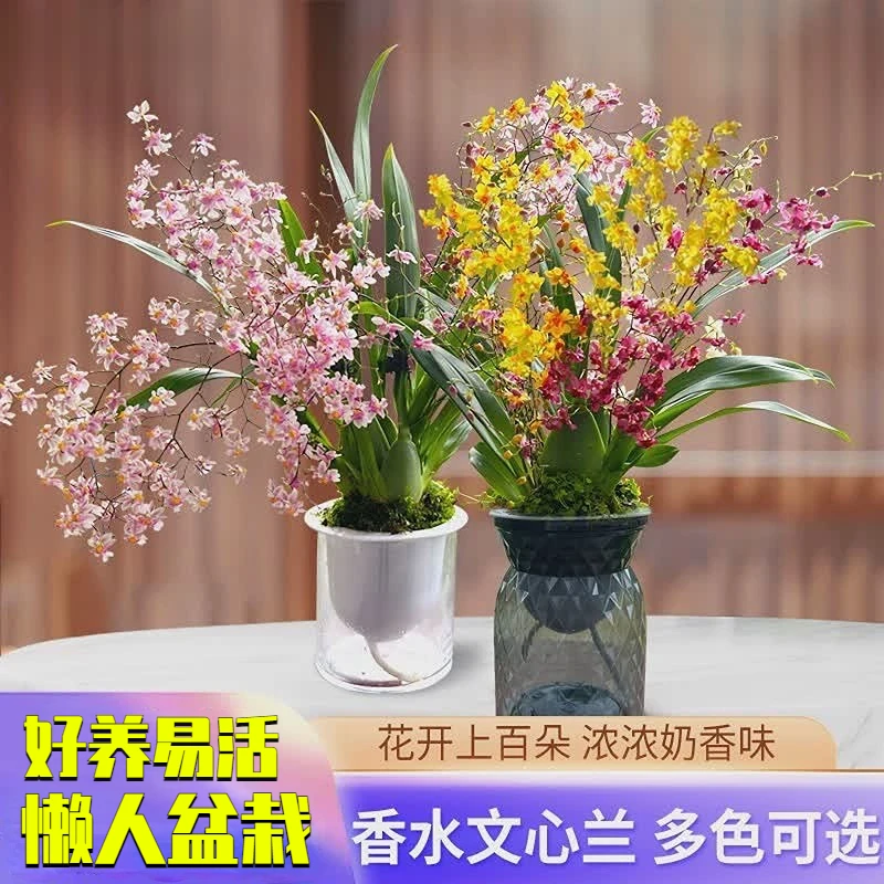 四色香水文心兰现带多花苞出售 梦香兰花苗好养花卉室内绿植盆栽