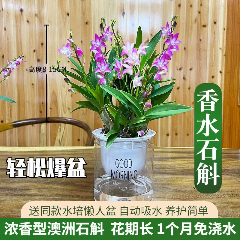 带花苞带花芽香水石斛兰花水培开花浓香室内桌面绿植盆栽花卉鲜活