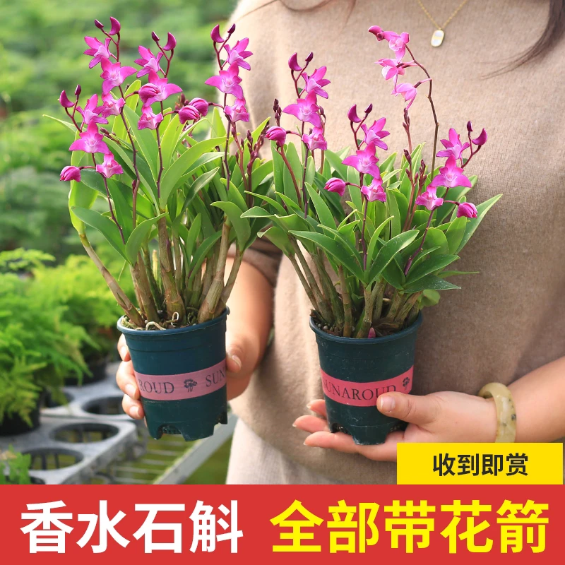 新品全部带花苞澳洲香水石斛兰水培水养带盆浓香室内盆栽花卉好养