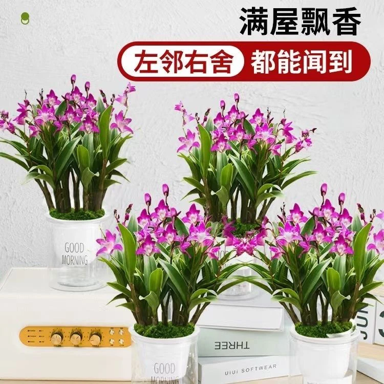澳洲香水石斛兰冬季带花苞水培开花浓香室内桌面绿植盆栽花卉鲜活