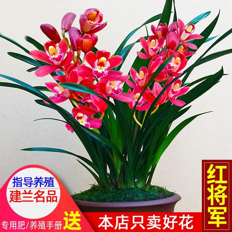 兰花苗【红将军】花卉绿植室内花四季建兰客厅好养植物兰草苗易花