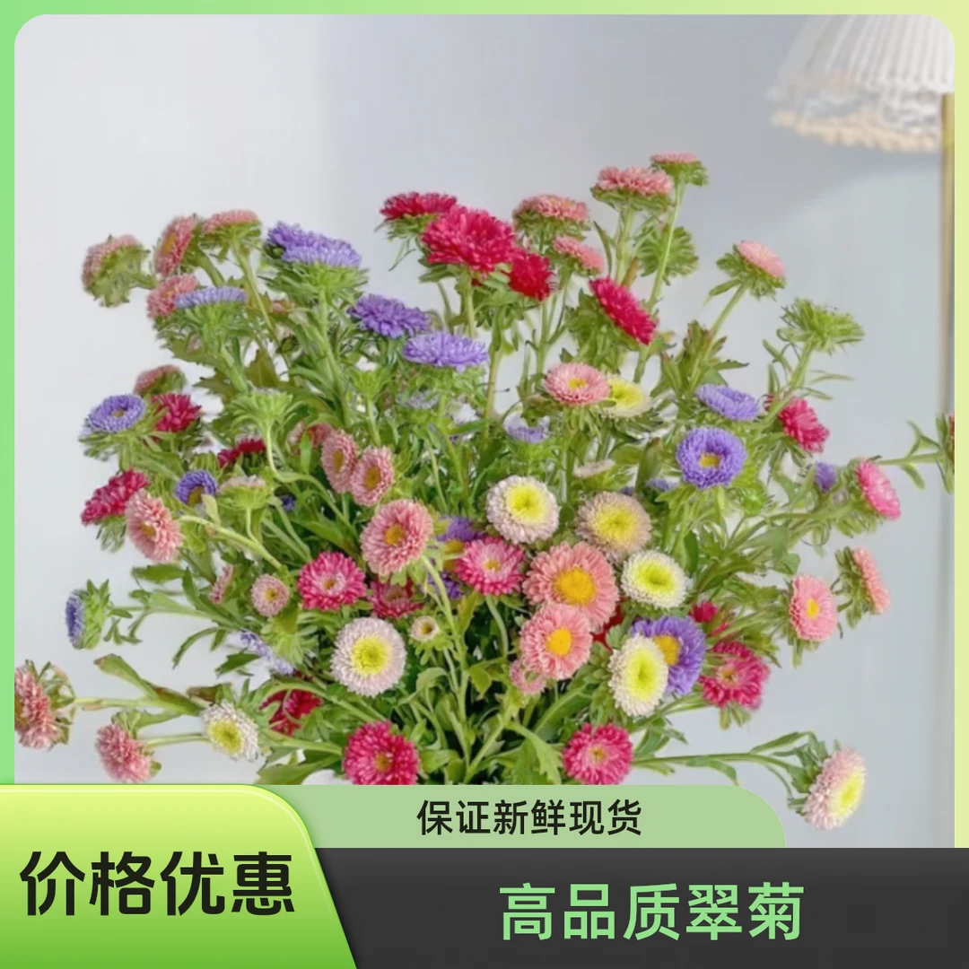 翠菊（任意4束一个邮费）