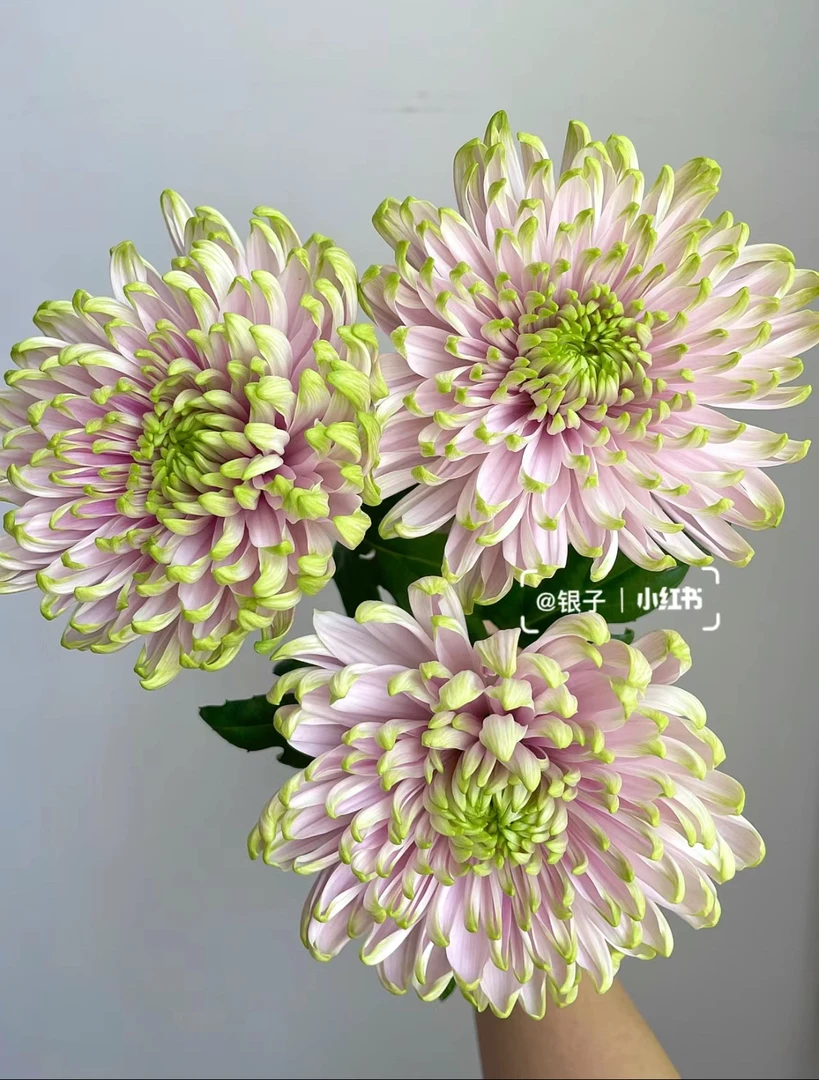 安娜菊 烟花菊（任意1-4单1个邮费）