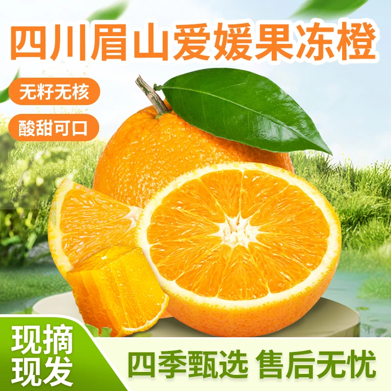 【A级果】四川眉山正宗爱媛果冻橙 枝头鲜果现摘现发