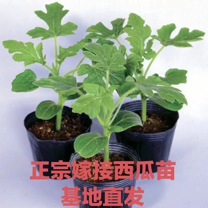 西瓜苗嫁接8424特甜麒麟超甜生长美都西瓜秧苗盆栽地载种植西瓜苗