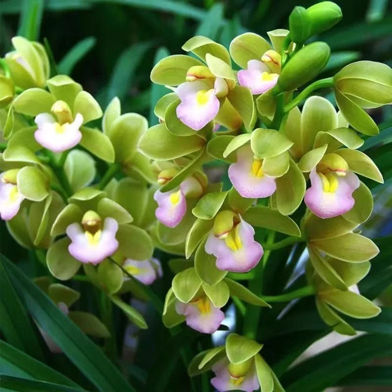 【兰花1-2花剑】治愈系3号 带花剑香水兰花香兰盆栽好养花卉绿植室