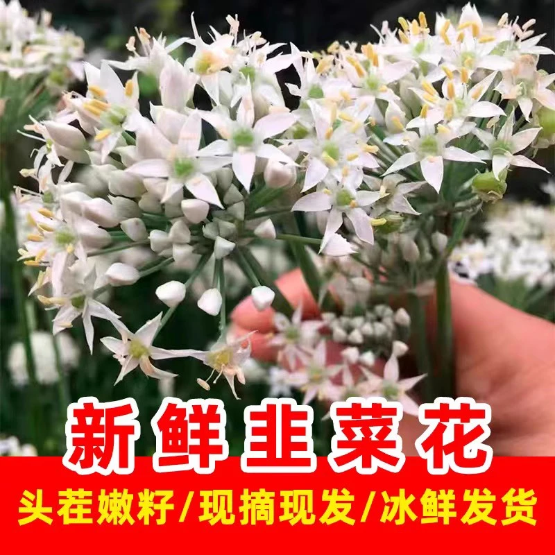 新鲜韭菜花现摘当季食用时令蔬菜蘸料花朵花蕾花苞冰鲜1斤包邮