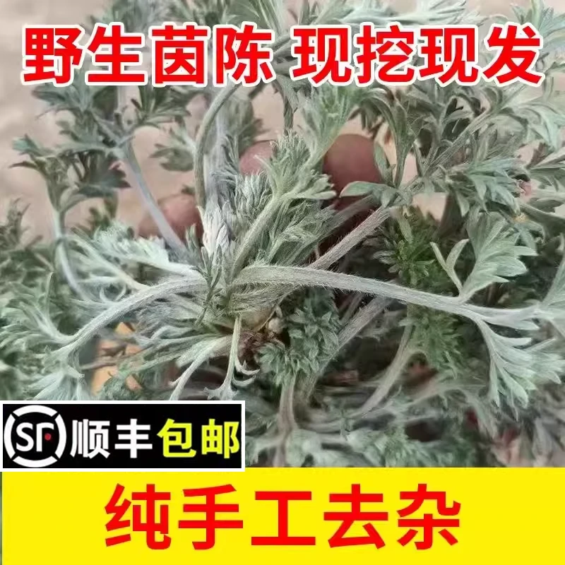 正月现挖现发新鲜茵陈孕妇泡水野生白蒿苗棉茵天然农家野菜顺丰