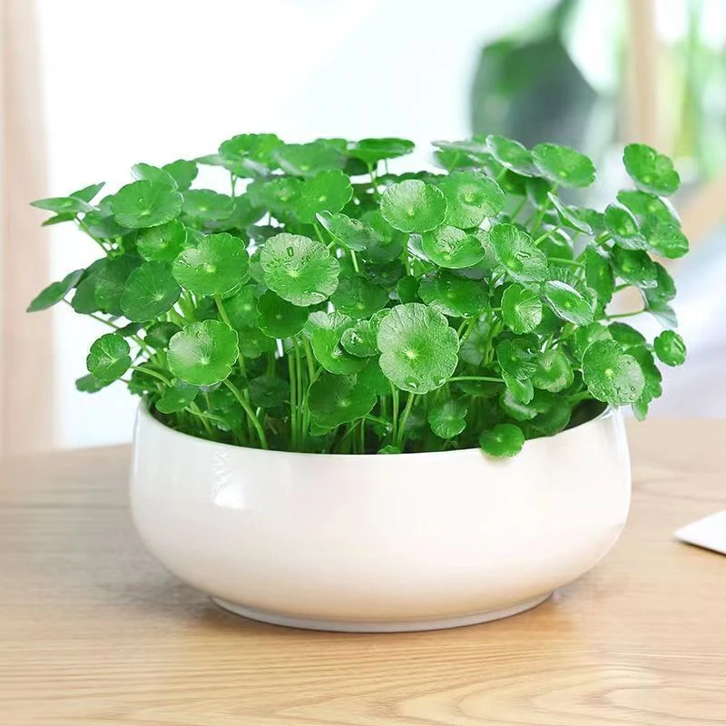 铜钱草室内盆栽花卉绿植套餐盆景金钱草绿萝吊兰净化空气水培植物