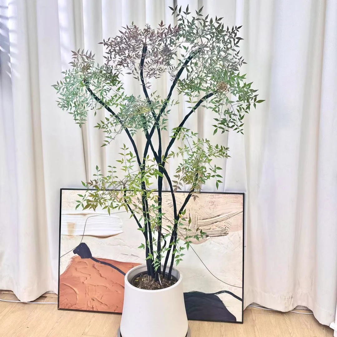 根系养护办公发货春天美丽水培绿植盆栽室内花卉吊钟木高档懒人