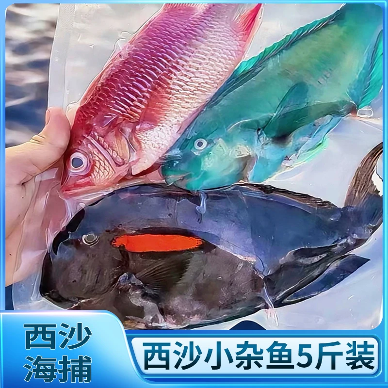 【西沙-小杂鱼5斤装】鲜活液氮冷冻小杂鱼小彩鱼珊瑚鱼西沙鱼杂鱼煲