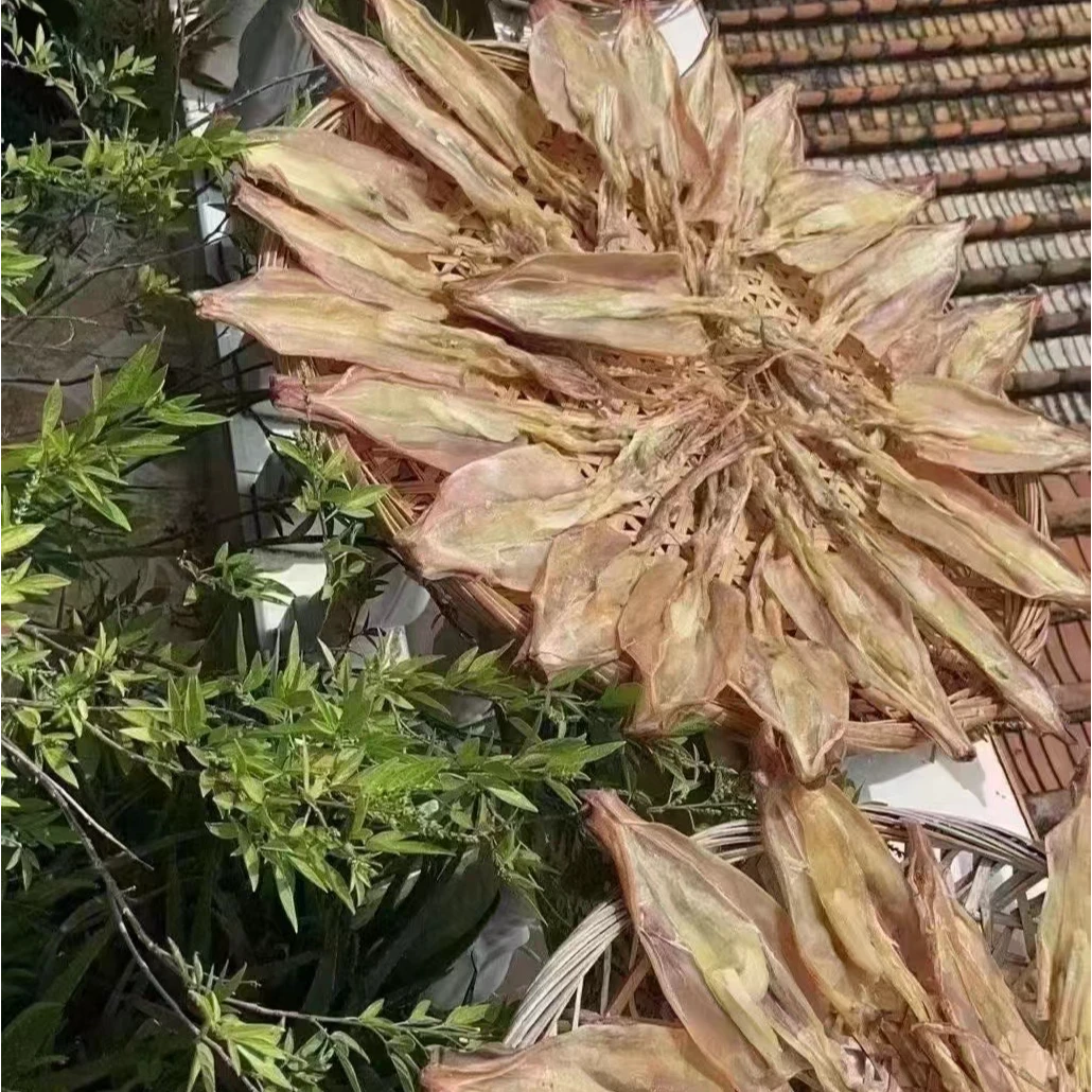 福建特产东山岛鱿鱼母