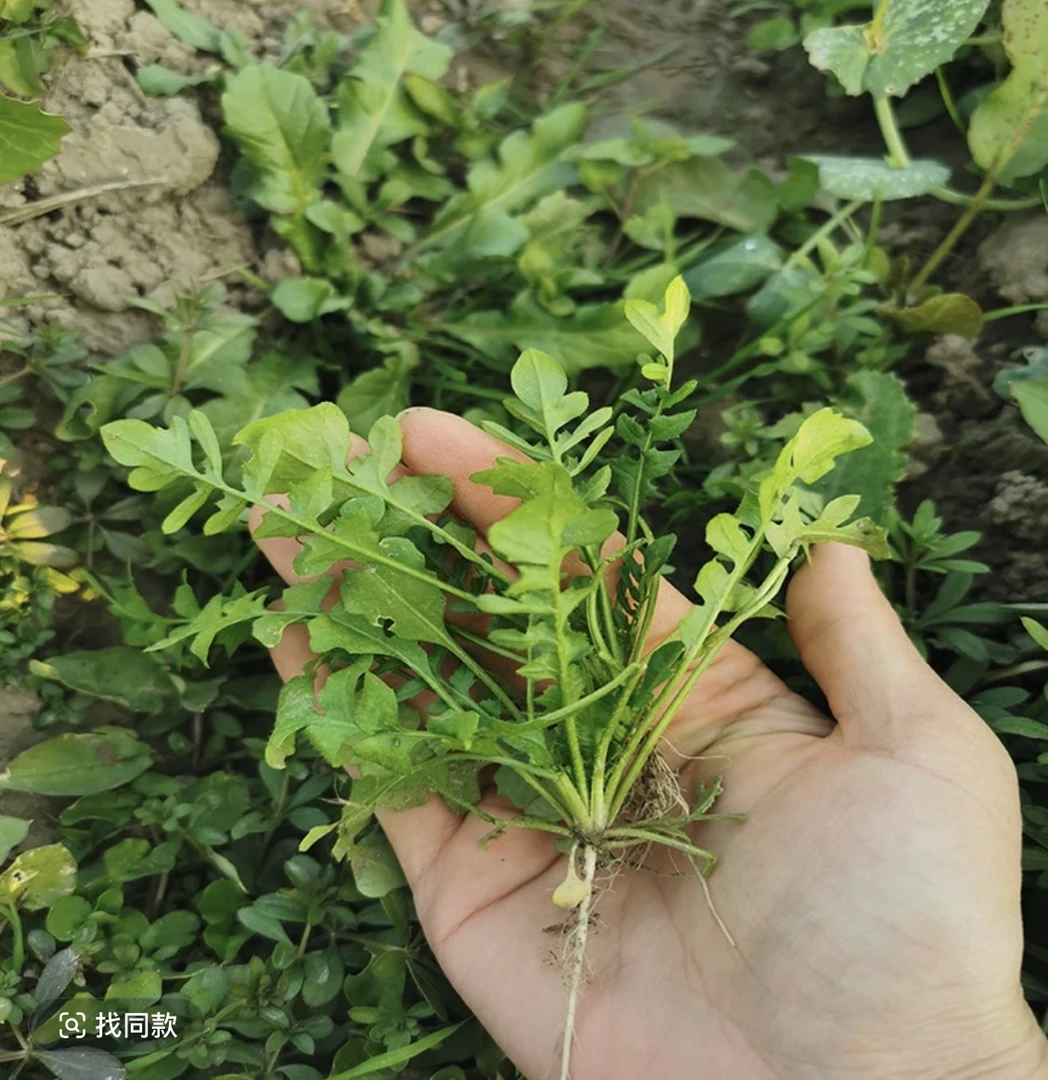 【荠菜】现采现挖农家自种新鲜荠菜蔬菜包饺子