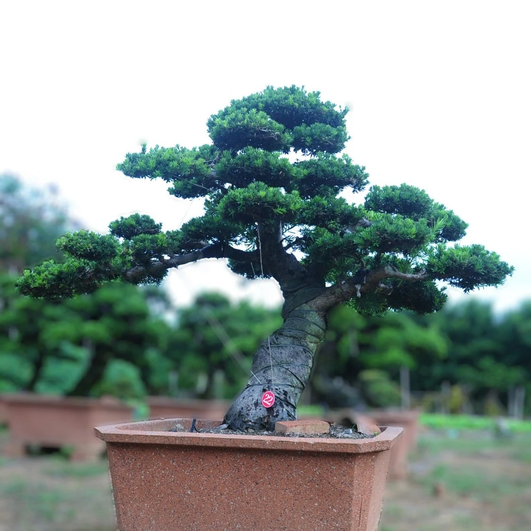 【一物一拍】北海罗汉松庭院盆景地栽园艺绿植植物罗汉松专用肥