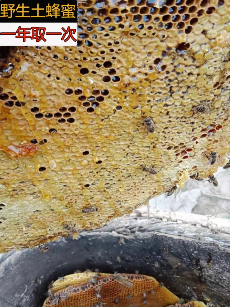 野生土蜂蜜纯正农家自产正宗天然养生结晶蜜无添加岷县百花土蜂蜜