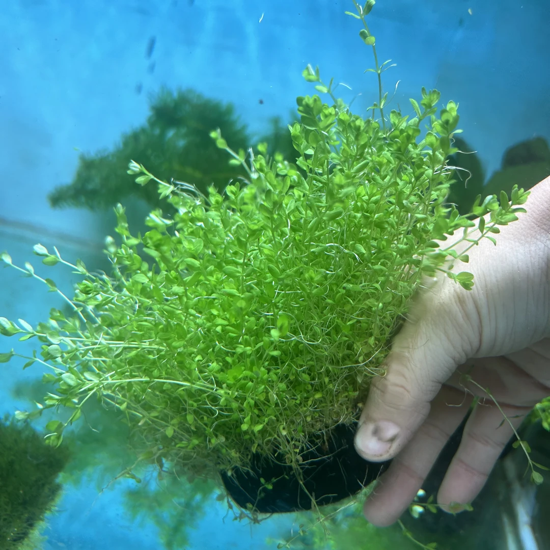 日本高珍珠大坨  新手懒人爆缸水草