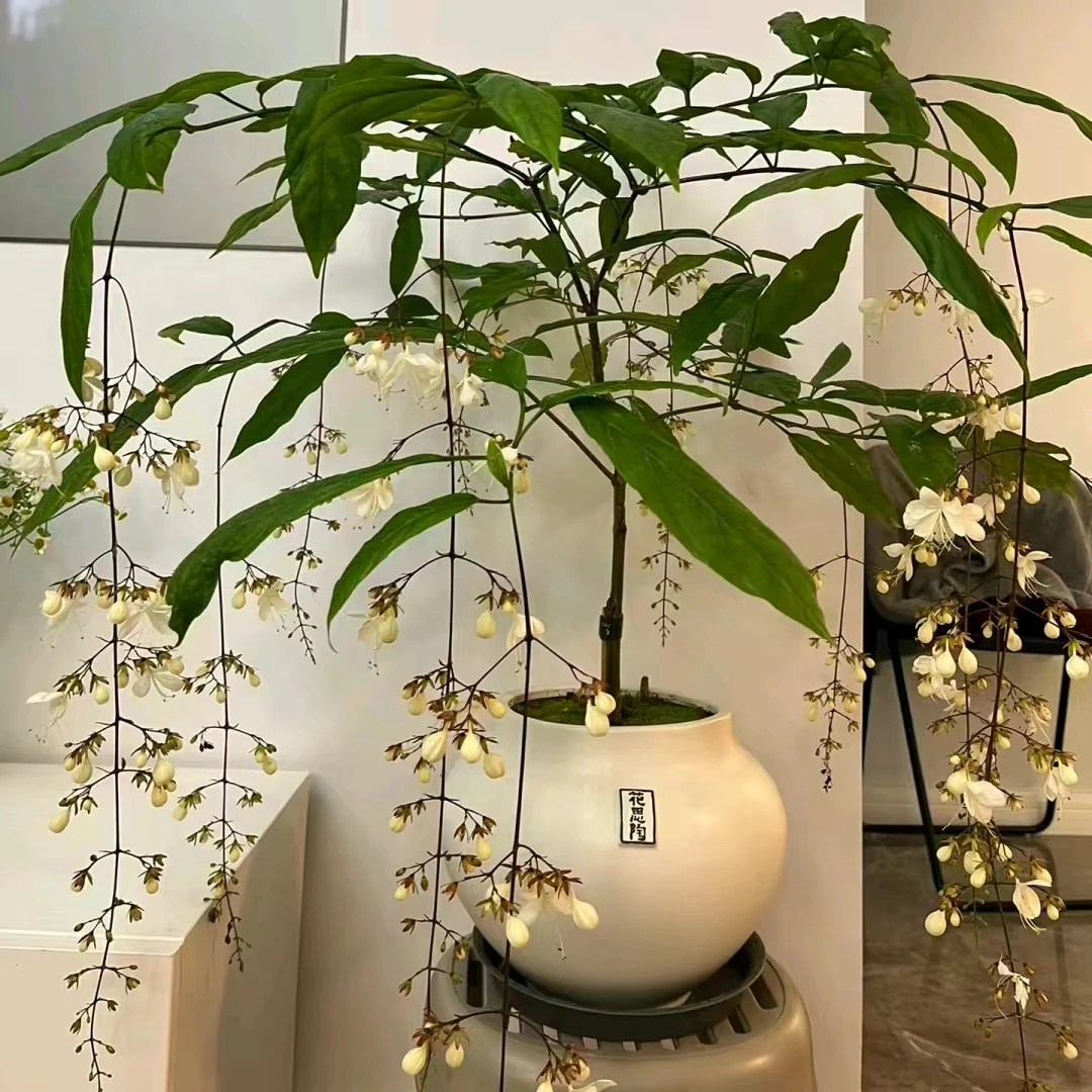 丰岛垂丝茉莉 云南鲜花基地直发 网红爆款花材绿植 小众年销花材
