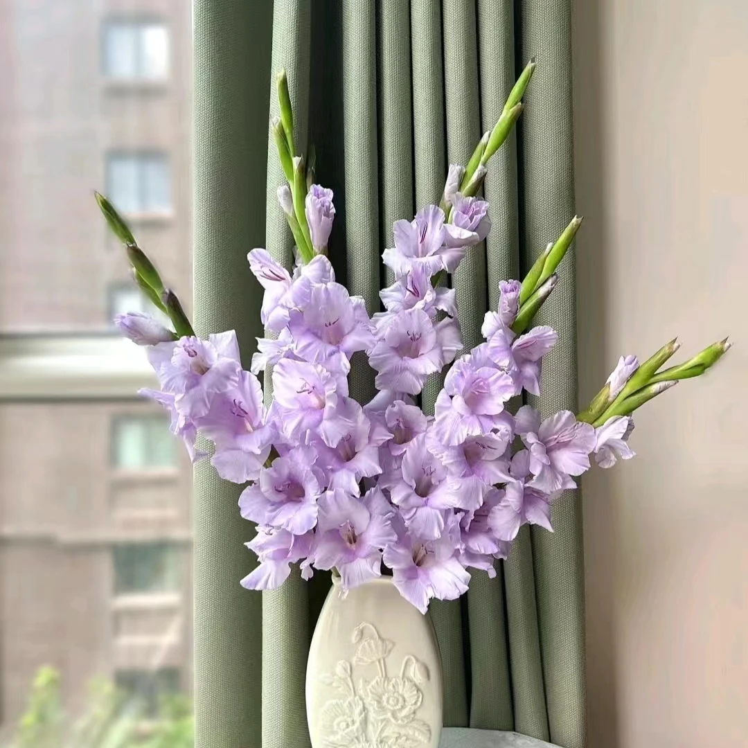 剑兰 云南鲜花基地直发 家居水养鲜切花 爆款年宵花材 小众花材