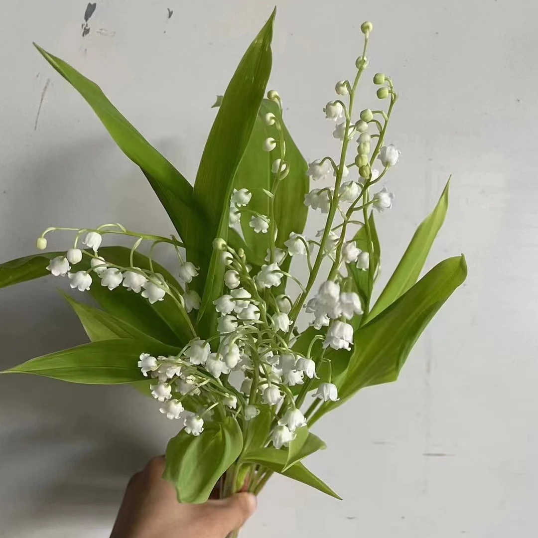 进口铃兰种球 基地直发种球 爆款高端花材 婚礼手捧鲜花 鲜花种球