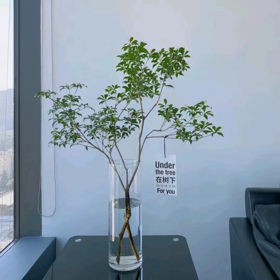 马醉木  网红日系进口家居水培鲜切花材 待机时间长易养护鲜花