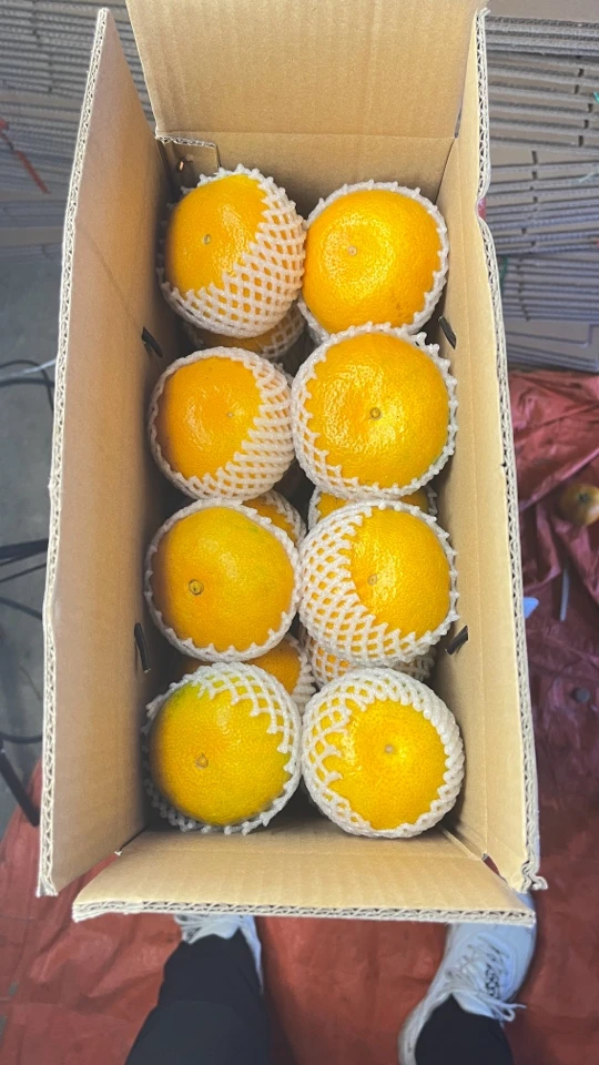 正宗湖南洞口雪峰蜜桔，现摘现发，甜度12个以上