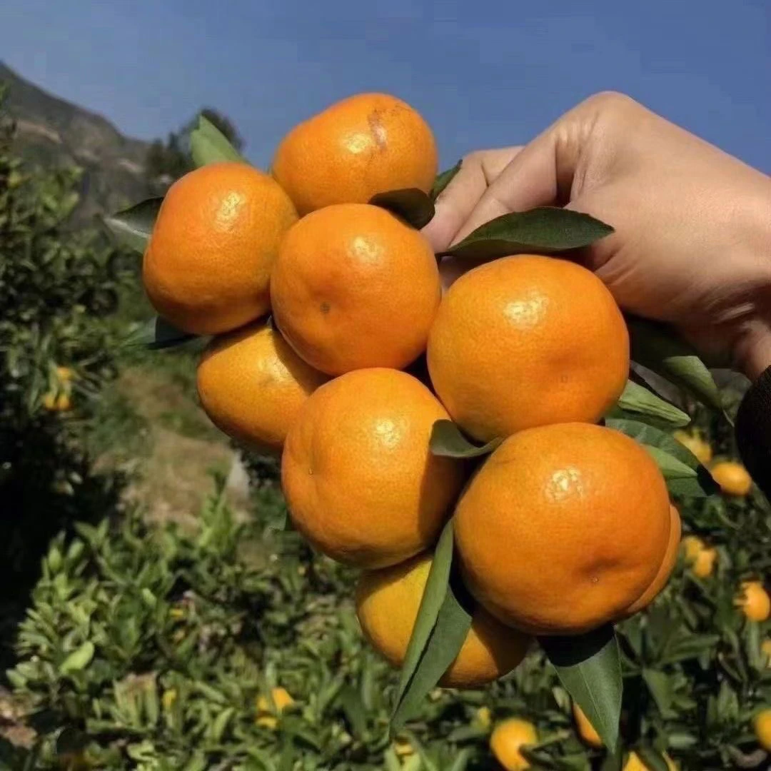 湖南洞口雪峰蜜橘无籽酸甜多汁新鲜橘子孕妇水果自家果园现摘现发