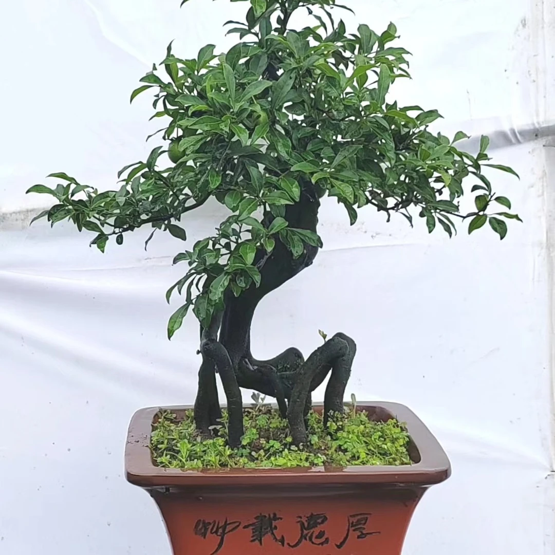 直播付米链接.不支持单拍.金弹子 南天竹 三峡蚊母盆景盆栽