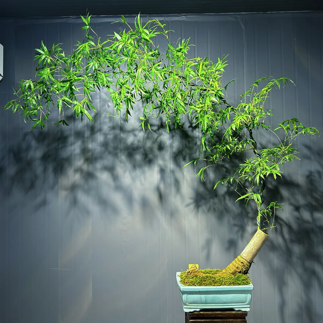 精选月芽桩禅意小叶簕竹茶台款，历经多年岁月成品老桩，所见即所得